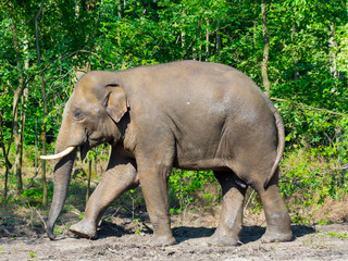 Young Asian elephant bull in a foresty enclosure