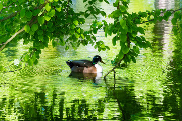 Kaczka w wodzie pod drzewem © Heroc