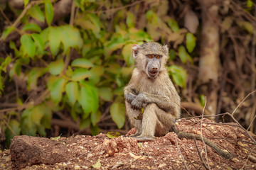 Little baboon ( Papio ursinus) looking for food, Murchison Falls National Park, Uganda.