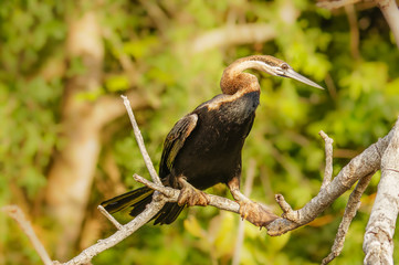 African Darter (Anhinga rufa) perched in a tree, Murchison Falls National Park, Uganda.