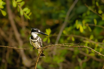 A male Pied Kingfisher (Ceryle rudis) sitting on a branch above the Nile, Murchison Falls National Park, Uganda. 