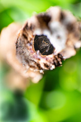 reverse macro photography