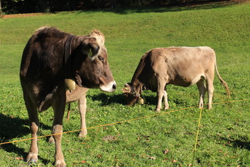 Cows with bells on green meadow in a sunny day in Liechtenstein, Europe.