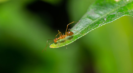 reverse macro photography