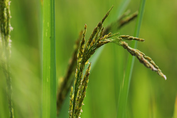 Rice berry field from the south of Thailand  