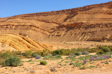 Spring wild flowering deep closed valley. Colorful Sands Park (Yeruham). National geological park HaMakhtesh HaGadol. Big Crater - geological erosional land form with rock walls. Negev desert. Israel