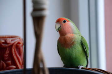 Fototapeta na wymiar The lovely lovebird parrot is curious about the apartment