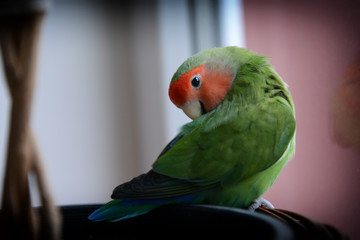 The lovely lovebird parrot is curious about the apartment