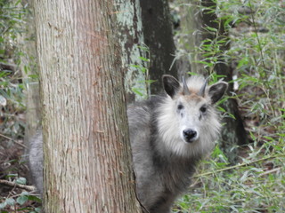 二ホンカモシカ