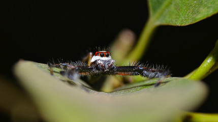 reverse macro photography