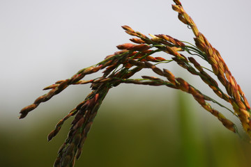 Rice berry field from the south of Thailand  