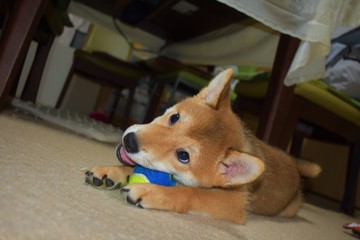 柴犬にこちゃん