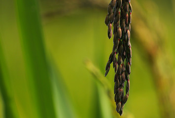 Rice berry field from the south of Thailand  
