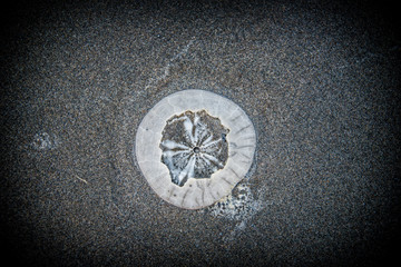 broken sand dollar on beach