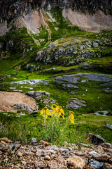 yellow flowers in mountain meadow