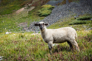 Fototapeta premium sheep in a meadow