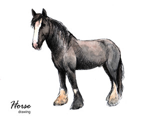 Hand drawn watercolor and ink farm horse sketch - 328706415