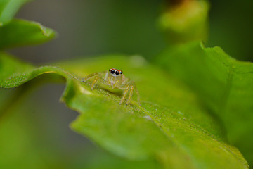 reverse macro photography