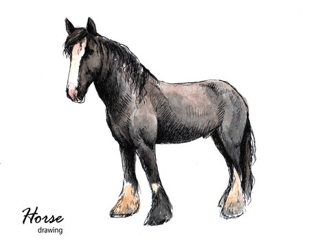 Hand drawn watercolor and ink farm horse sketch