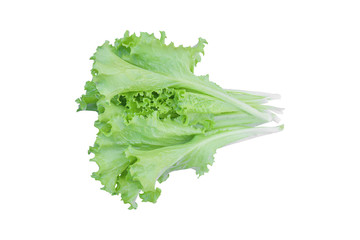Green lettuce salad isolated on white background. with clipping path.