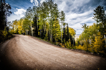 dirt road through aspen grove in fall