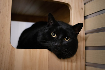 Close-up of a black rescue cat in the animal shelter lies comfortably while purring and looking into the camera