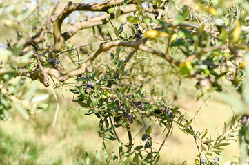 Olives on the branches in the garden. Sunlight through the leaves. Sunny Italian gardens. Selective focus in the frame. branches are out of focus. Copy space. Horizontal