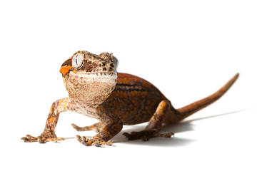 Gargoyle gecko isolated on white background