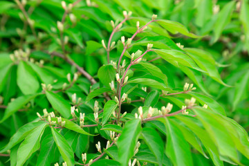 Obraz premium Honeysuckle flower in a garden