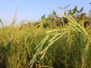 A close up view of the young rice  in the rice field.
