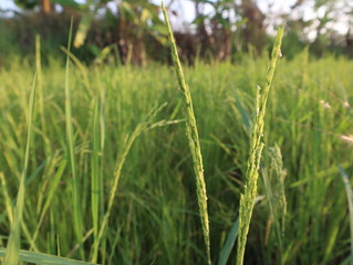 A close up view of the young rice  in the rice field.
