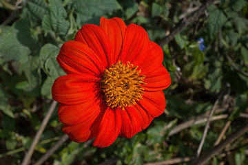Tithonia in the garden on a sunny day. It is a genus of flowering plant in the sunflower tribe within the Asteraceae family. It attracts a large range of butterflies and bees and is a good pollinator.