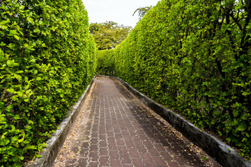 Brick walkway among tall tree walls