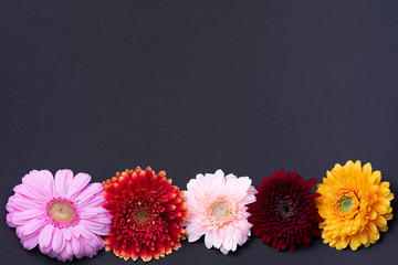 5 differently coloured Gerbera flowers lie side by side on a dark base