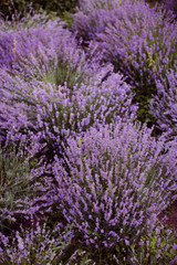 Fototapeta na wymiar Field of purple lavender.