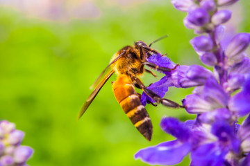 Honey Bee collecting pollen on blue inflorescence flower in the garden