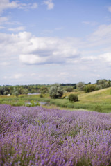 Fototapeta na wymiar Field of purple lavender.