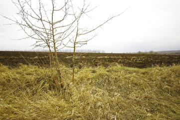 Obraz premium tree in the field