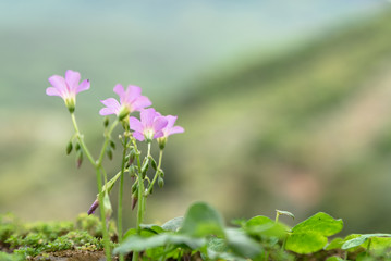 Wild flowers with purple flowers