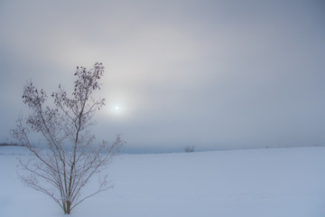 朝靄の丘