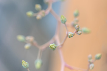 Lovely succulent plant in botanical garden