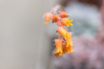 Fototapeta premium Lovely succulent plant in botanical garden