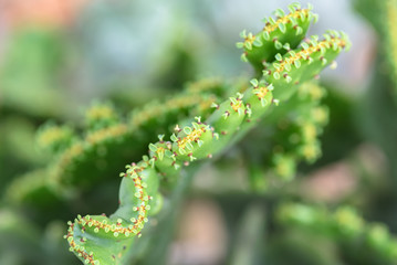 Close up of succulent plants in the park