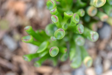 Close up of succulent plants in the park