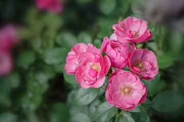 Fototapeta premium The rose flowers in the nursery 