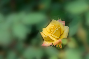 The rose flowers in the nursery 