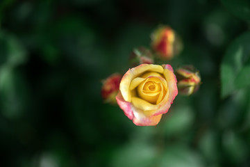 The rose flowers in the nursery 