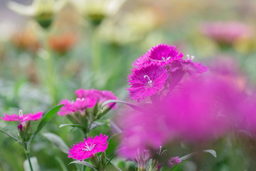 The rose flowers in the nursery 
