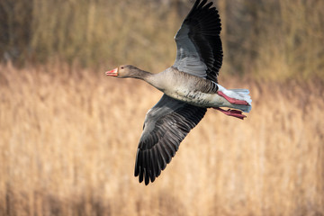 greylag goose flies at low altitude over a small pond in spring