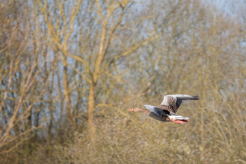 greylag goose flies at low altitude over a small pond in spring